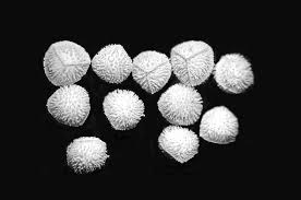 Image result for Isoetes welwitschii