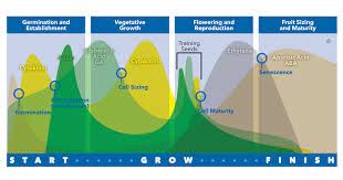 Plant hormones cytokinin cell division. Cytokinin The Dispatcher Stoller Enterprises