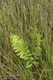 Image result for Thelypteris confluens