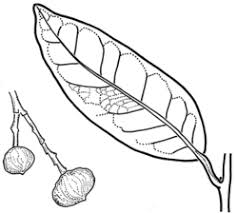 Image result for Cryptocarya woodii