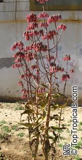 Image result for Kalanchoe daigremontiana