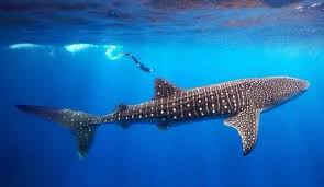 Se calcula que tiene una. Tiburon Ballena Y Buzo Tiburon Ballena Especies De Tiburones Cocodrilo Marino