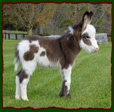 Shorecrests Elton Spotted Miniature Donkey For Sale Miniature Donkey Baby Farm Animals Miniature Cows