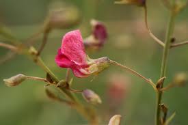 Image result for Tephrosia polystachya