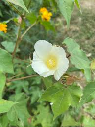 Image result for Gossypium