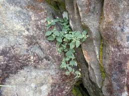 Image result for Virectaria major