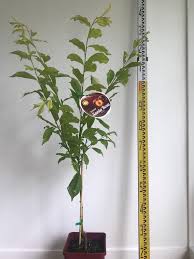 The santa rosa plum tree (prunus salicina 'santa rosa') is a medium size plum tree maturing to heights of 25 feet tall and 20 feet wide. Plum Santa Rosa Blerick Tree Farm