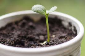 If you use a lightweight plastic pot, place a layer of gravel in the bottom of the pot to add weight before filling it with potting mix. Best Way To Plants Flowers From Pots Kellogg Garden Organics