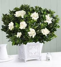 Your choice of bonsai tree—dwarf jade or juniper—is planted in a ceramic planter with dual reservoir. Grand Gardenia Plant 1800flowers Com 18053