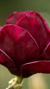 Red Magnolia Flower 371 Samsung Hd Wallpapers Magnolia Flower Red Magnolia Snapdragon Flowers