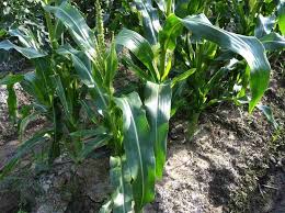 トウモロコシに発生する病気の種類と対策