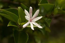 Image result for Jasminum multipartitum