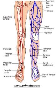 The vascular system can be thought of in terms of arteries and veins and the major embryonic vessels can be seen in the diagram on the right. Lower Limb Artery And Vein Anatomical Innervation Leg Vein Anatomy Arteries Anatomy Arteries And Veins