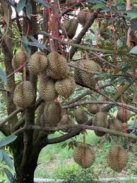 Kalau anda perasan, kebanyakan pasu ada lubang kat bahagian bawah. Hot Selling Benih Pokok Durian Chanee D123 à¸• à¸™à¸Šà¸°à¸™ Original Thailand Terus Dari Ladang Organicfarm Bigtree Nawan Garden Official Website
