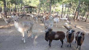 Gaziantep Haberleri Turkiye Nin Ilk Ve Tek Safari Parkina Ziyaretci Akini Yerel Haberler