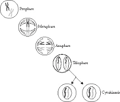 Check spelling or type a new query. Cell Cycle