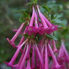 Image result for Englerina