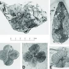PDF) Tertiary flowers, fruits, and seeds of Washington State and adjacent  areas