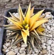 Keep your plant where it is 70 to 90 f. Luis Borja Gonzalez S Favorites Succulent Gardening Cacti And Succulents Small Succulent Plants