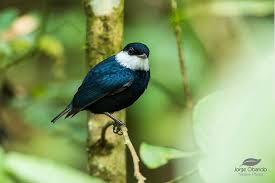 Image result for Ozoroa nigricans