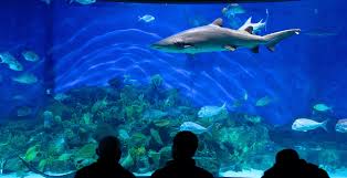 Top Things To Do In Melbourne Australia Travel Throne Australia Travel Australia Stuff To Do