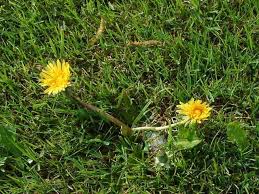 Ackerschachtelhalm Bekampfung Von Distel Und Lowenzahn Bekampfen Pfahlwurzelunkrauter Unkraut Lowenzahn Distel