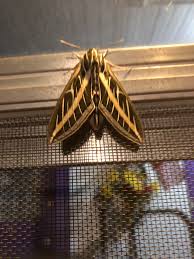 We did not find results for: Large Moth In Minneapolis Album On Imgur