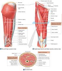 Hip flexors are commonly misunderstood. Muscles That Move The Leg Human Muscle Anatomy Human Body Anatomy Human Body Muscles