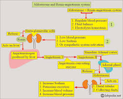 Image result for Hyperaldosteronism