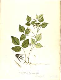 Image result for Vigna radiata