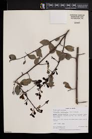 Image result for Dovyalis macrocalyx