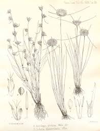 Image result for Ascolepis protea