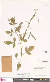 Image result for Cleome aculeata