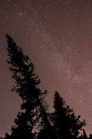 In Tune Crooked Tree Stargazing Meteor Shower