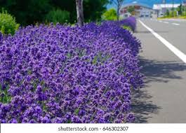 Lavender flowers on a dark purple, in a seamless pattern design. Purple Flowers Stock Photo And Image Collection By Ajisai13 Shutterstock