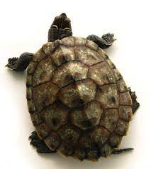 Turtle Shell Google Search Tartarugas
