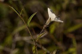 Image result for Seddera suffruticosa