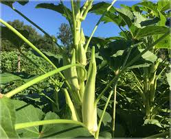 The lady finger banana plant is an excellent and fruitful producer. White Velvet Okra Bhendi Ladies Finger Pack Of 20 Seeds Gardenhunt
