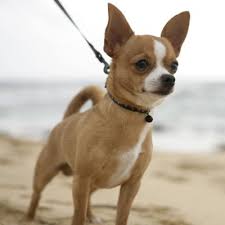 Chihuahua Sivava