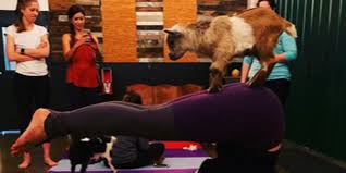 goat yoga we are hillsboro