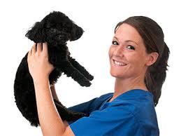 Does this sound like your type of gig? Veterinary Tech Job Description All Allied Health Schools