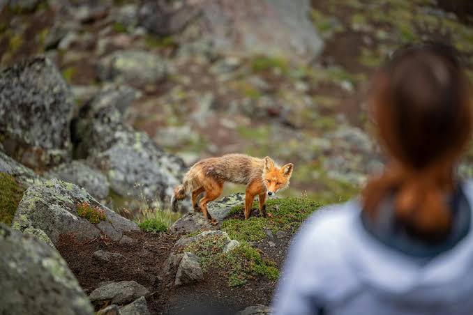 Wildlife Behavior Changes Study Reveals How Human Presence Affects Wildlife Worldwide