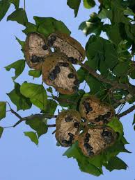 Image result for Sterculia africana