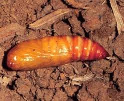 Cutworms can be a huge nuisance in the vegetable garden. Cutworms Infonet Biovision Home
