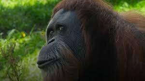 Orang utan sumatera merupakan salah satu spesies yang terancam punah. Orang Utan Tertua Di Dunia Asal Sumatera Yang Senang Melihat Isi Tas Para Pengunjung Mati Di Kebun Binatang Di As Pada Umur 61 Tahun Bbc News Indonesia