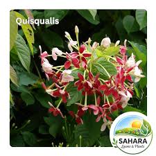 Image result for Quisqualis