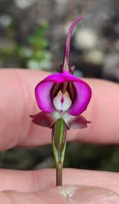 Image result for Disperis