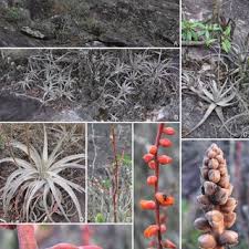 Camping Chapeu Do Sol Serra Do Cipo Pdf The Dyckia Sordida Complex Bromeliaceae Pitcairnioideae And A New Species From Minas Gerais Brazil