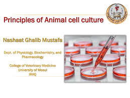 We did not find results for: Pdf Principles Of Animal Cell Culture