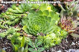 Download the free graphic resources in the form of png, eps, ai. Four Pask Live Sempervivum Houseleek Succulent Rooted In Planter Pots Flowering Geometric Rosette Plant By Plants For Pets 3 Pack Hen And Chicks Succulents Gardening Patio Lawn Garden Fcteutonia05 De